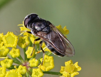 Cheilosia proxima, hoverfly, female, Alan Prowse